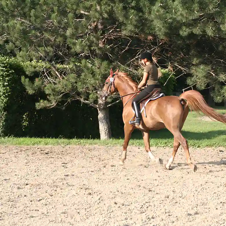 1 / 10: Trainingsplatz und Reitplatz Ameiswiese