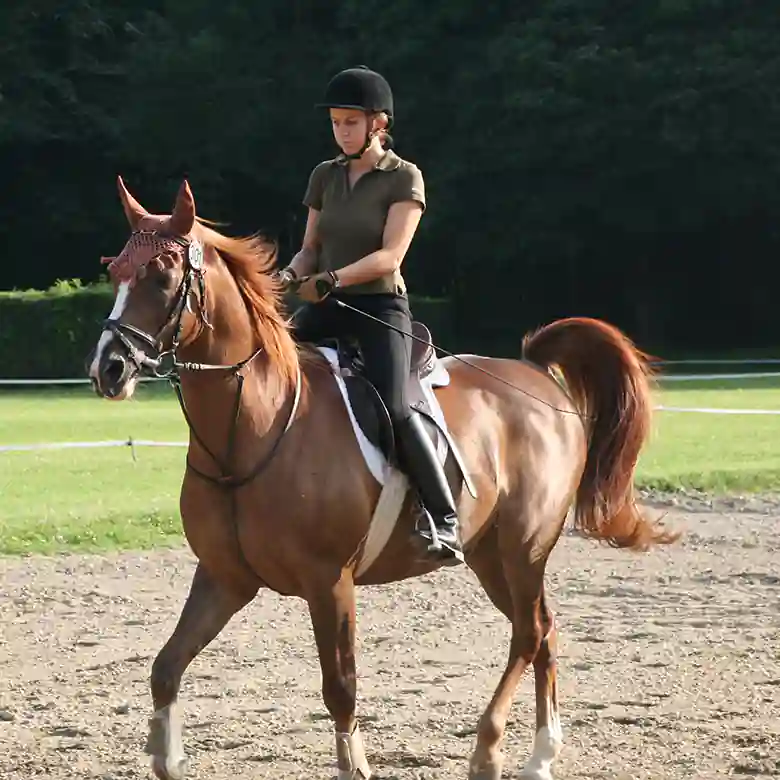2 / 10: Trainingsplatz und Reitplatz Ameiswiese