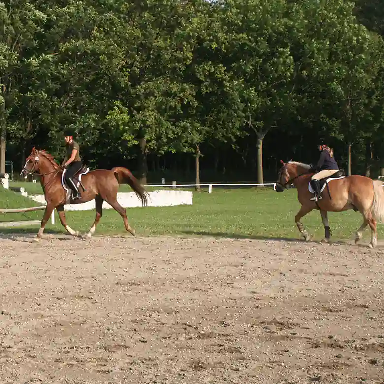 3 / 10: Trainingsplatz und Reitplatz Ameiswiese