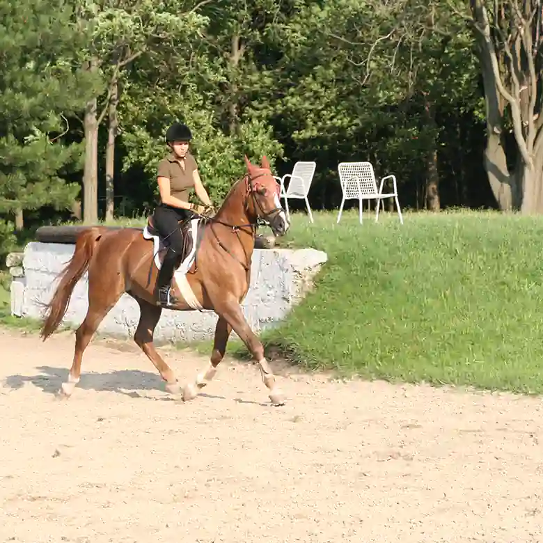 4 / 10: Trainingsplatz und Reitplatz Ameiswiese