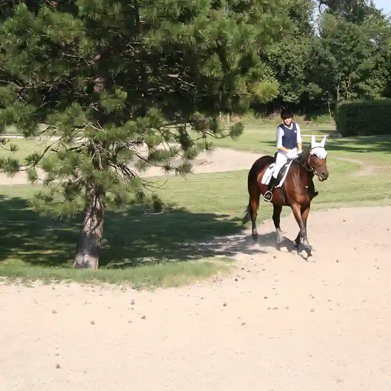 5 / 10: Trainingsplatz und Reitplatz Ameiswiese